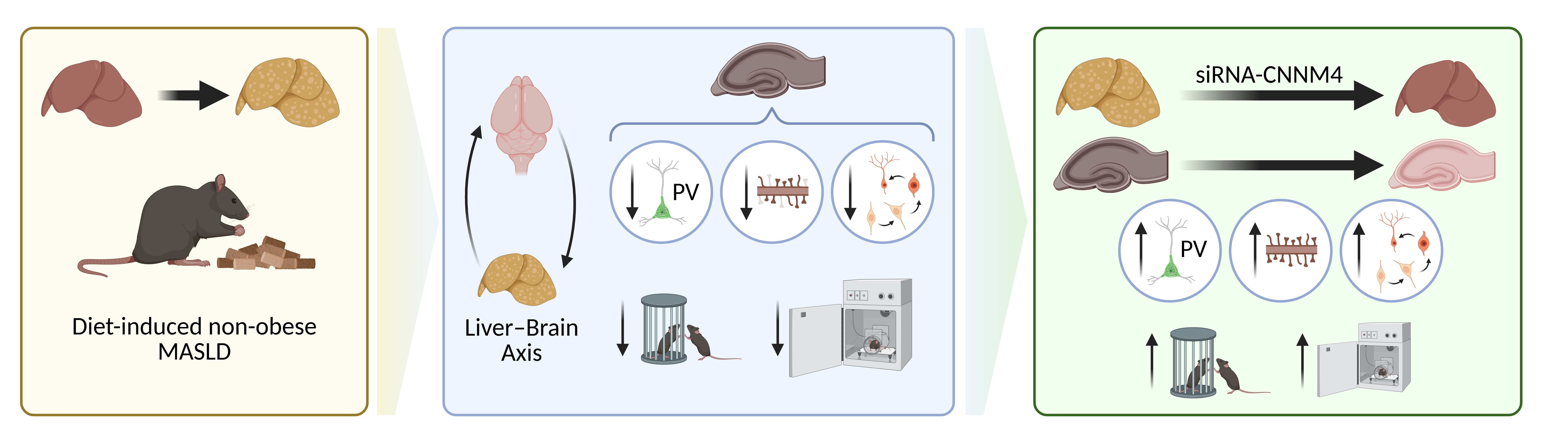 UTF-8Graphical abstract Umbrella-4.png